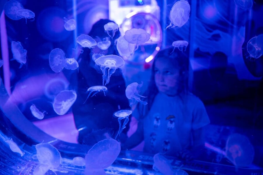 Birmingham: Cadbury World & SEA LIFE Birmingham - The $47 price and what you receive