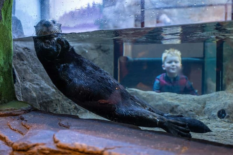 Birmingham: National Sea Life Centre Entrance Ticket - Key Points