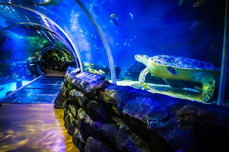 Birmingham: National Sea Life Centre Entrance Ticket - Jellyfish, Piranhas, and the More Unusual Displays