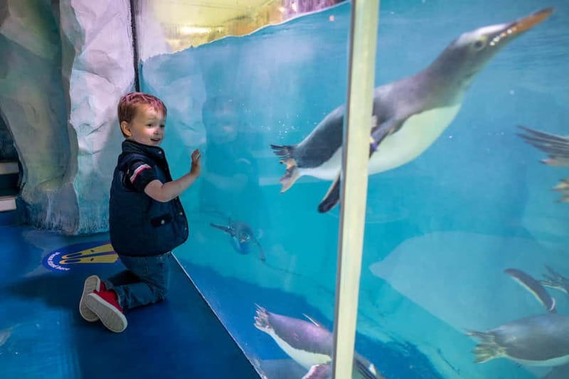 Birmingham: National Sea Life Centre Entrance Ticket - How Long to Plan and How to Use Re-Entry