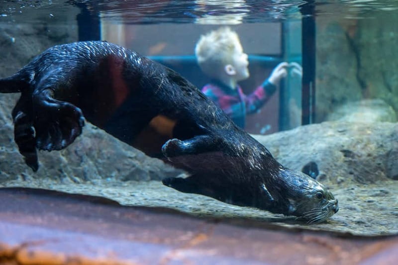 Birmingham: National Sea Life Centre Entrance Ticket - Price, Families, and Overall Value