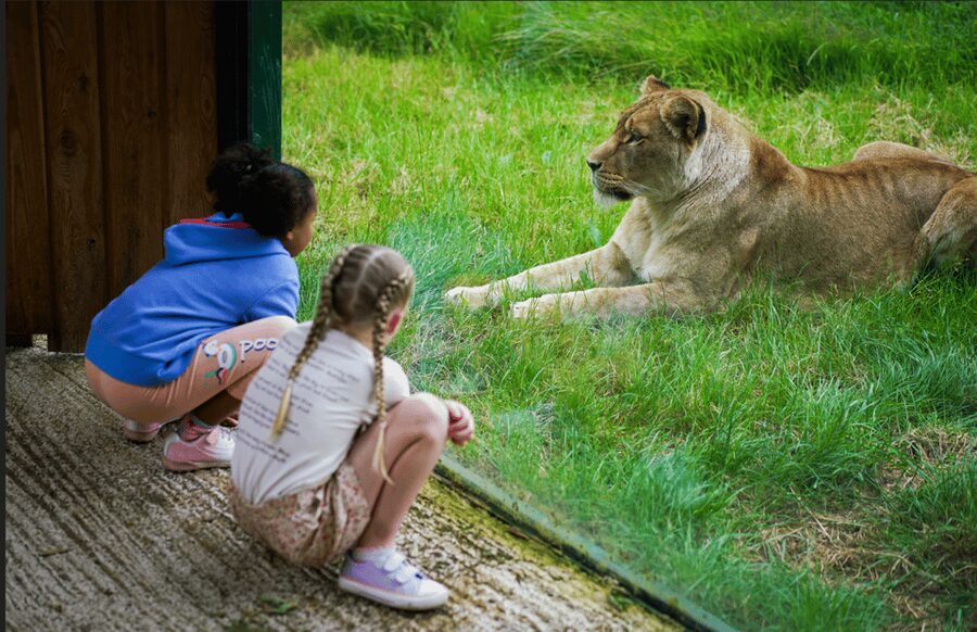 Blackpool: Zoo Admission Ticket - Big cats, gorillas, and primates need patient viewing