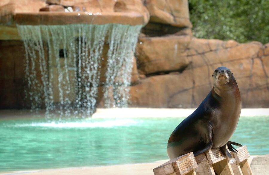Blackpool: Zoo Admission Ticket - Walk-through areas bring you close to lemurs and birds