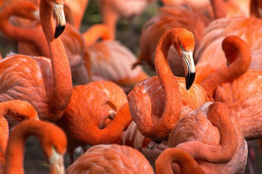 Blackpool: Zoo Admission Ticket - Food, parking, and the real cost of the day