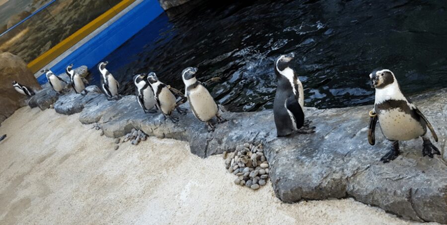 Bournemouth Oceanarium Ticket - Otters offer close viewing and a useful talk