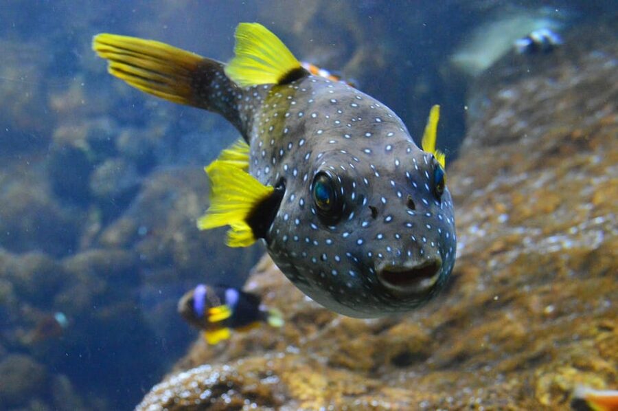Bournemouth Oceanarium Ticket - Fish, turtles, and displays for different ages