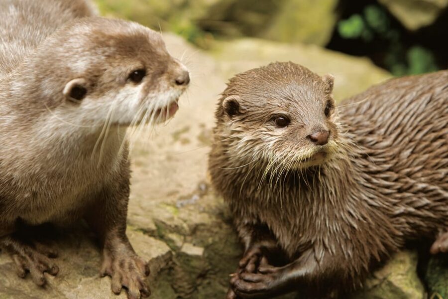 Bournemouth Oceanarium Ticket - Is the $20 ticket good value?
