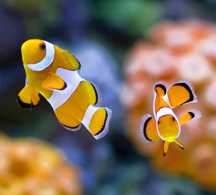 Bournemouth Oceanarium Ticket - Practical details before you arrive