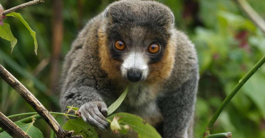 Bristol: Bristol Zoo Project Entry Ticket - What your $22.04 ticket buys you