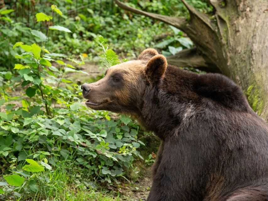 Bristol: Bristol Zoo Project Entry Ticket - Set aside time for talks, food, and play