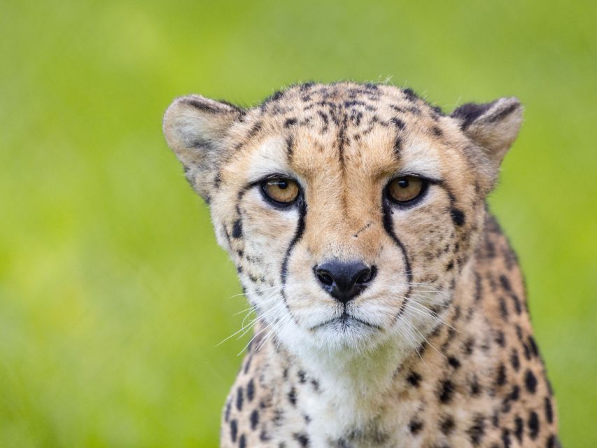 Bristol: Bristol Zoo Project Entry Ticket - Start with the Lemur Walkthrough