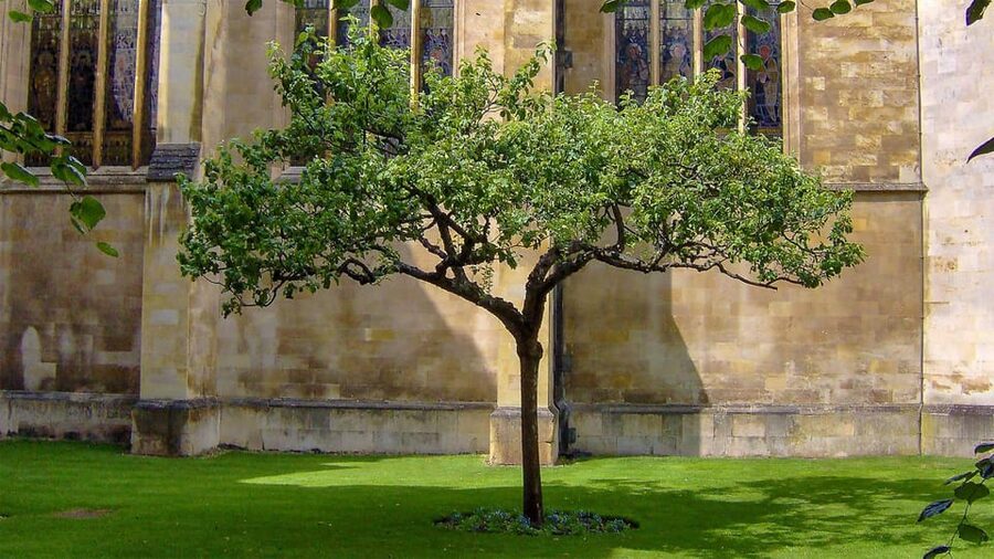 Cambridge: University Walking Tour - Senate House and the heart of Cambridge