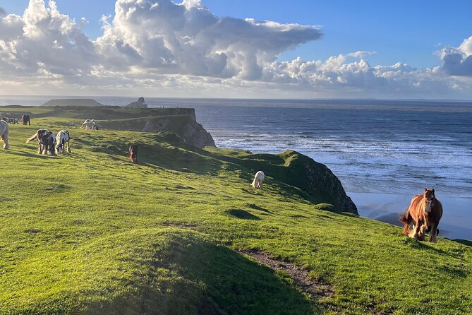 Cardiff: Gower Peninsula's Cliffs Scenic Day Tour - Who should book this tour?