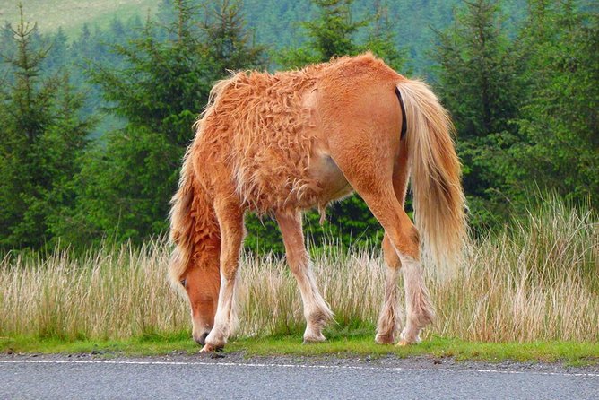 Cardiff: Welsh Castles, Mountains & Steam Railway Day Tour - Brecon gives you a useful choice of free time