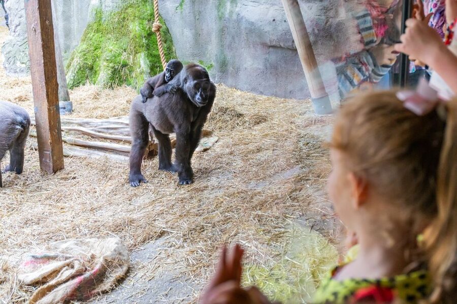 Chessington World of Adventures Resort: Entrance Ticket - Who will get the most from one day here