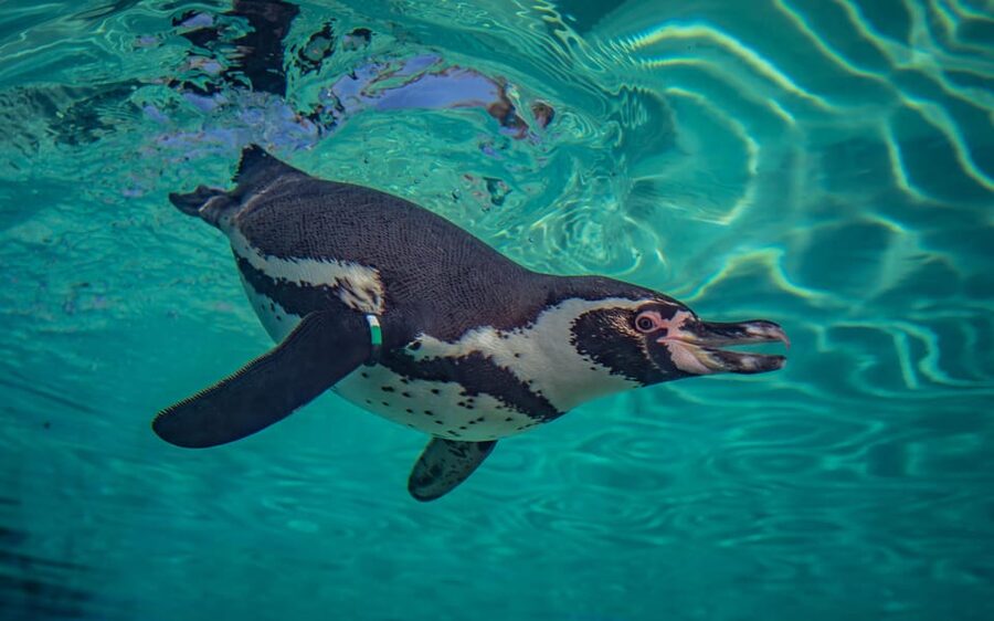 Chester: Chester Zoo Entry Ticket - Why Chester Zoo needs a full day