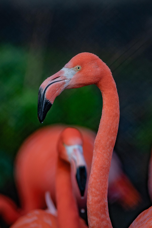 Chester: Chester Zoo Entry Ticket - Playgrounds and family-friendly breaks