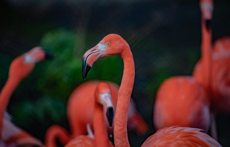 Chester: Chester Zoo Entry Ticket - Getting there and making the entrance easy