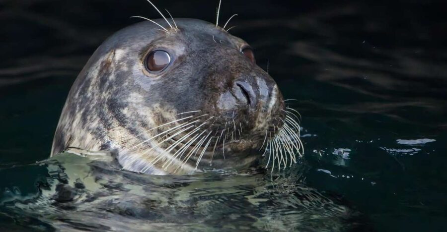 Cornwall: Guided Seal Safari by Boat - Leaving Padstow for Cornwall’s open coast