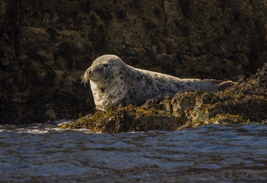 Cornwall: Guided Seal Safari by Boat - Dolphins, puffins, and the unexpected bonus