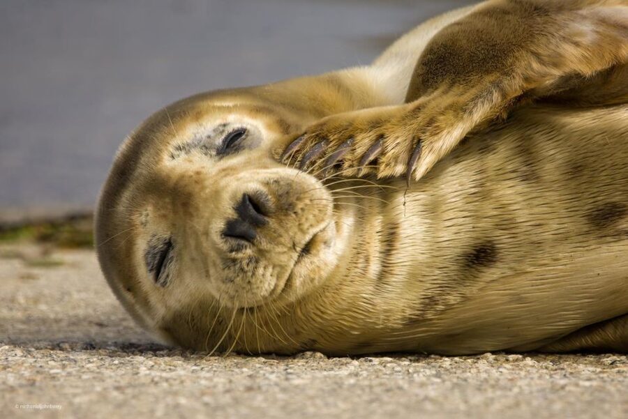 Cornwall: Guided Seal Safari by Boat - What the one-hour itinerary feels like