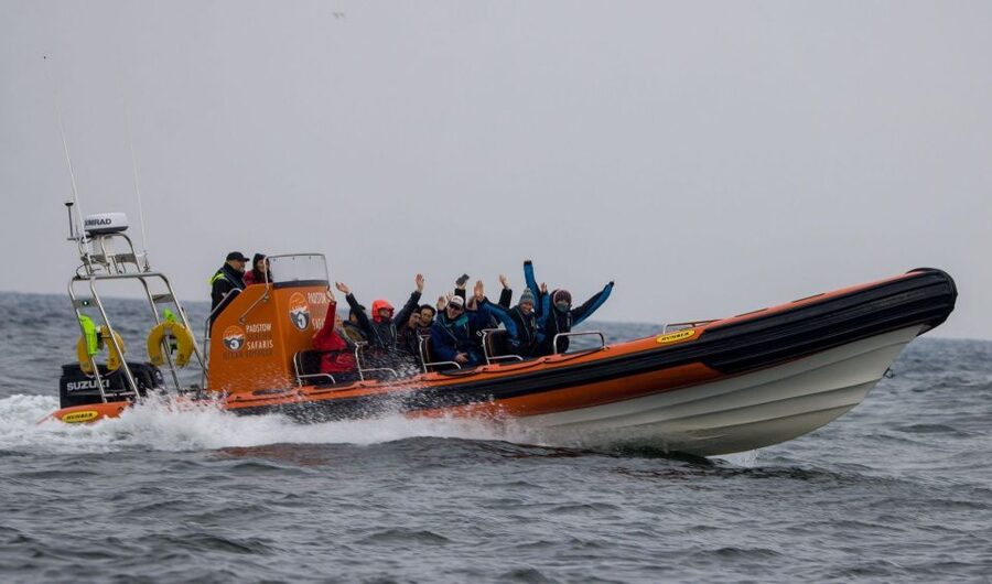 Cornwall: Guided Seal Safari by Boat - Who should book this Padstow seal safari?