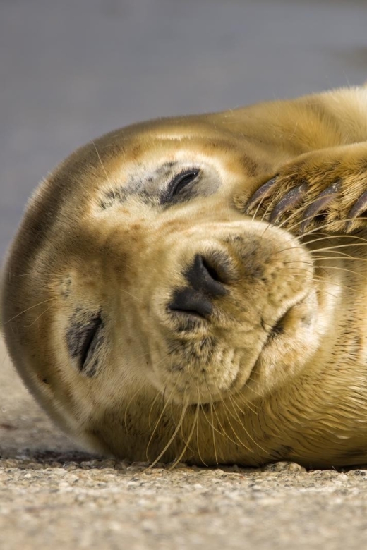Cornwall: Guided Seal Safari by Boat - Watching the coast from a low, fast boat
