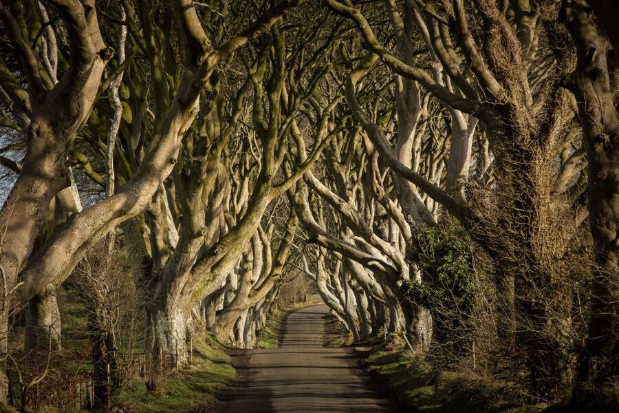 Dublin: Giant's Causeway, Dark Hedges & Titanic Guided Tour - The early start from Dublin
