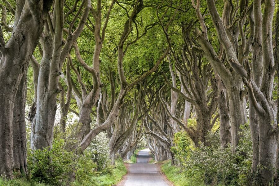 Dublin: Giants Causeway, Dark Hedges, Dunluce & Belfast Tour - Giant’s Causeway, the reason to make the trip
