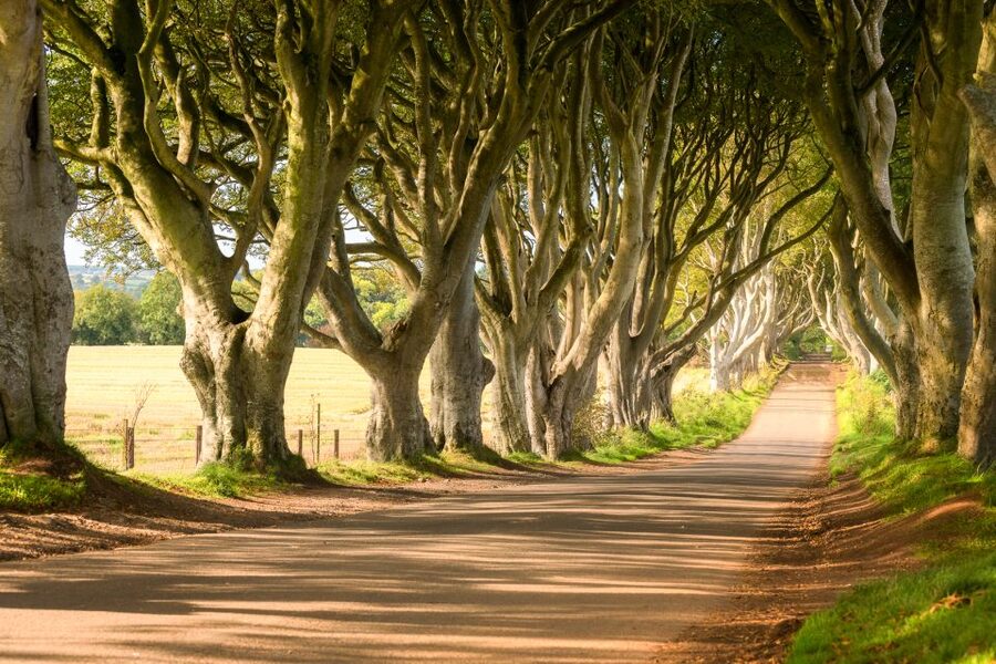 Dublin: Giants Causeway, Dark Hedges, Dunluce & Belfast Tour - Is $112 good value?