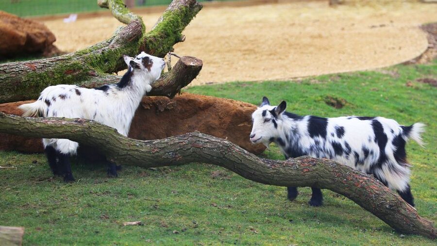 Dunstable: Whipsnade Zoo Full-Day Entrance Ticket - A Zoo Spread Across 600 Acres
