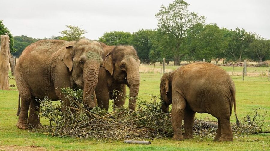 Dunstable: Whipsnade Zoo Full-Day Entrance Ticket - Rhinos, Lions, Elephants, and Other Big Animals