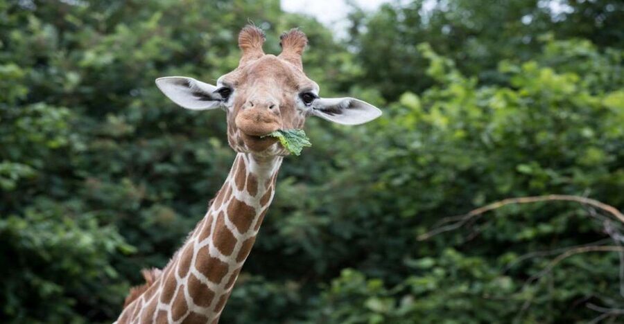 Dunstable: Whipsnade Zoo Full-Day Entrance Ticket - Penguins, Aquarium Life, and the Butterfly House