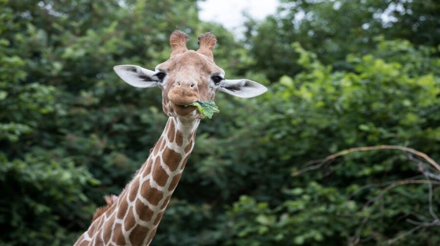 Dunstable: Whipsnade Zoo Full-Day Entrance Ticket - Use the Keeper Talks to Shape Your Day