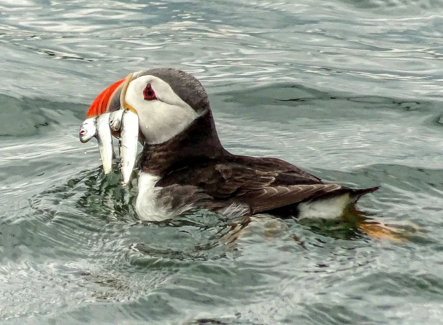 Edinburgh: 'Firth of Forth' Three Bridges Sightseeing Cruise - Wildlife watching on the Firth of Forth