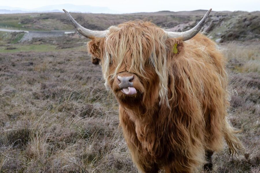 Edinburgh: Hill & Nature Hike With a Local - Leaving Edinburgh for the Pentland Hills