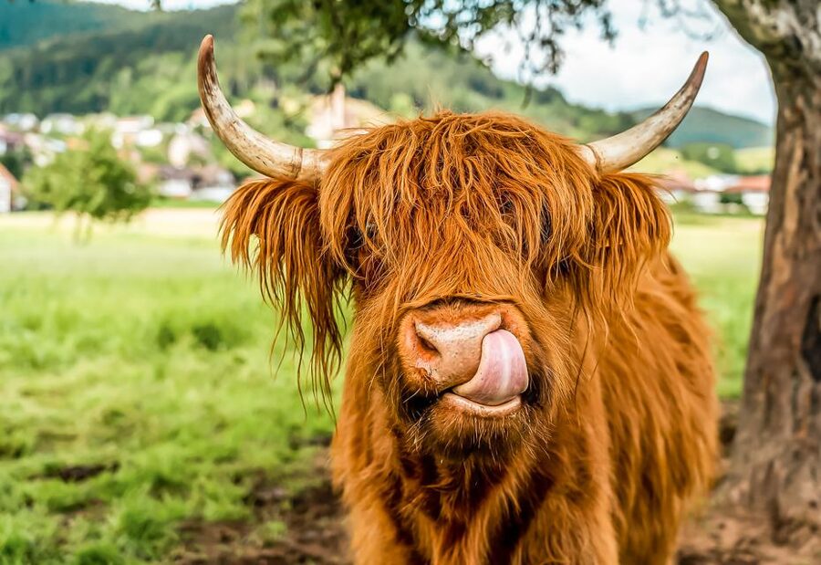 Edinburgh: Loch Ness, Glencoe & the Scottish Highlands Tour - Glencoe, where scenery carries a darker story