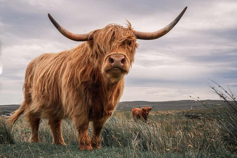 Edinburgh: Loch Ness, Inverness & Highlands Tour in Spanish - One long day from Edinburgh to the Highlands