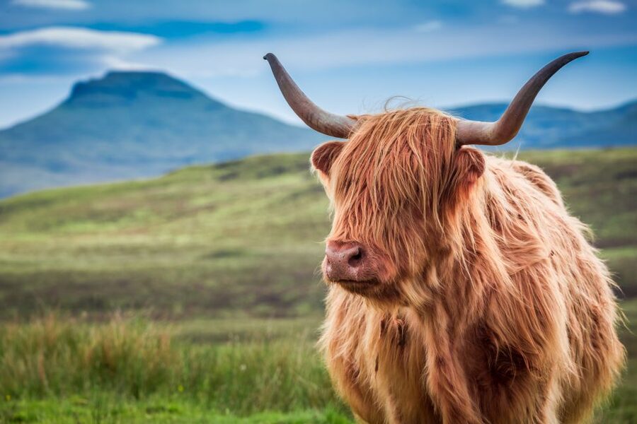 Edinburgh: Loch Ness, Inverness & Highlands Tour in Spanish - What $87 gets you