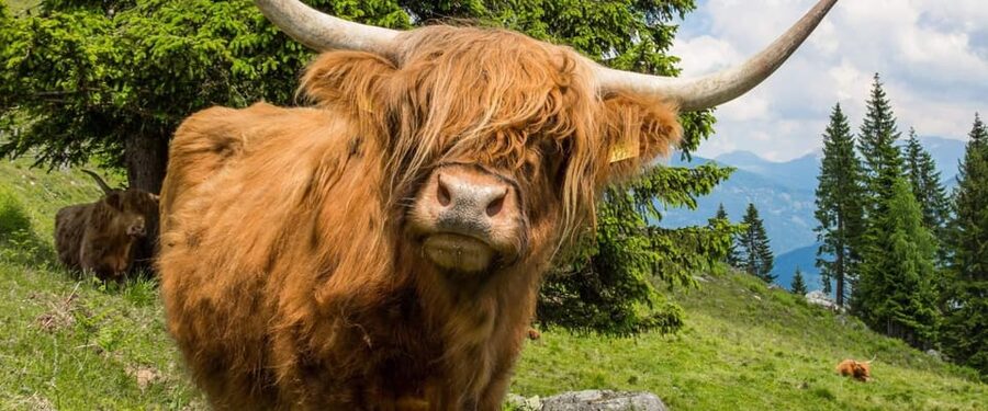 Edinburgh: Loch Ness, Scenic Walk, Glencoe & Whisky Day Tour - Fish and chips make a practical evening meal