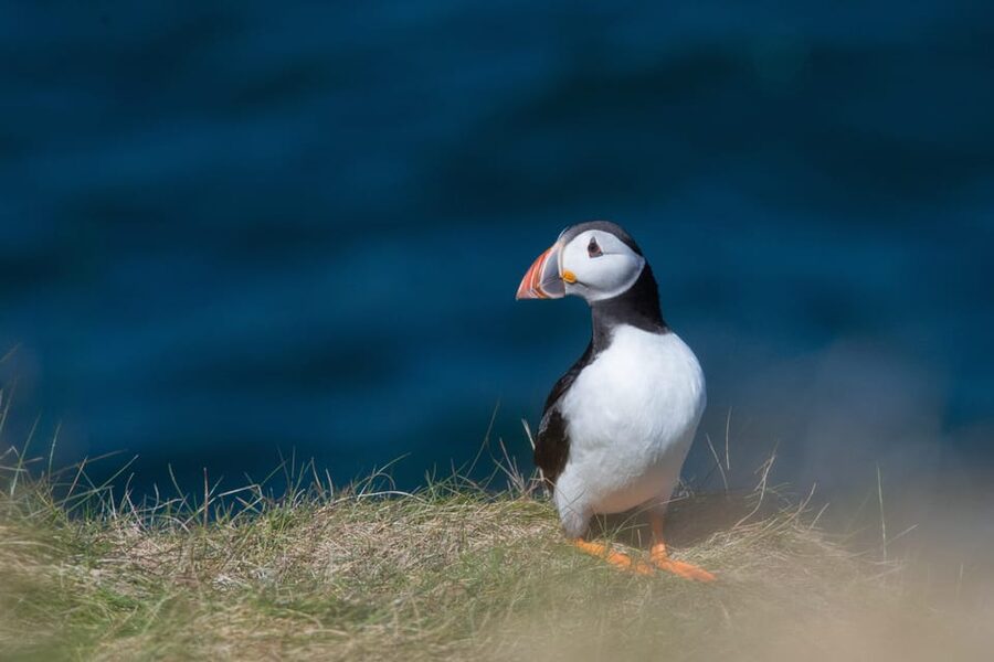 From Aberdeen: North East Coastal Trail Small-Group Tour - Why the guide matters on this route