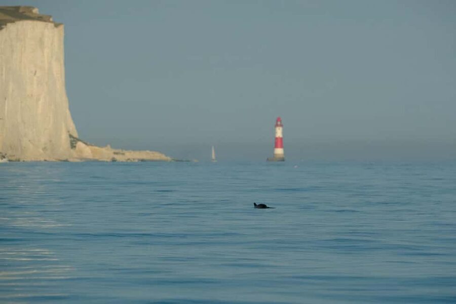 From Brighton: Seven Sisters Boat Tour - Planning your visit to Newhaven Marina