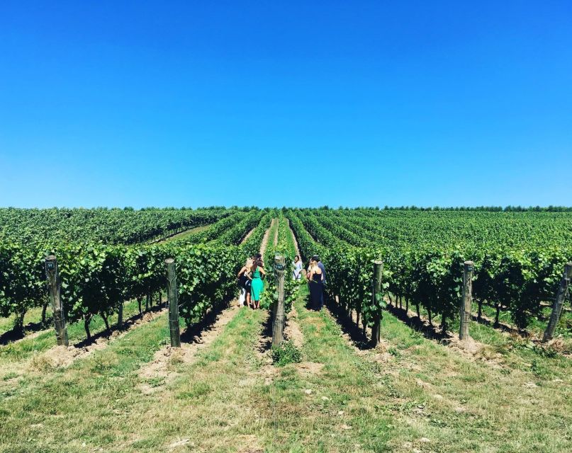 From Brighton: Sussex Wine Tour on a Vintage Bus with Lunch - My call on the vintage bus and vineyards