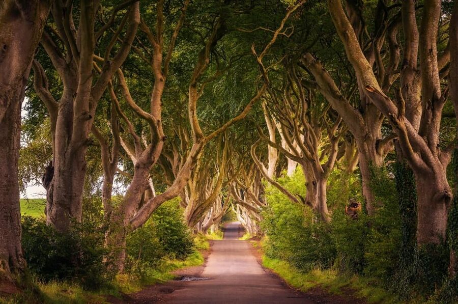 From Dublin: Giant's Causeway, Dark Hedge & Belfast Tour - The Dark Hedges: beautiful, brief, and best for photos