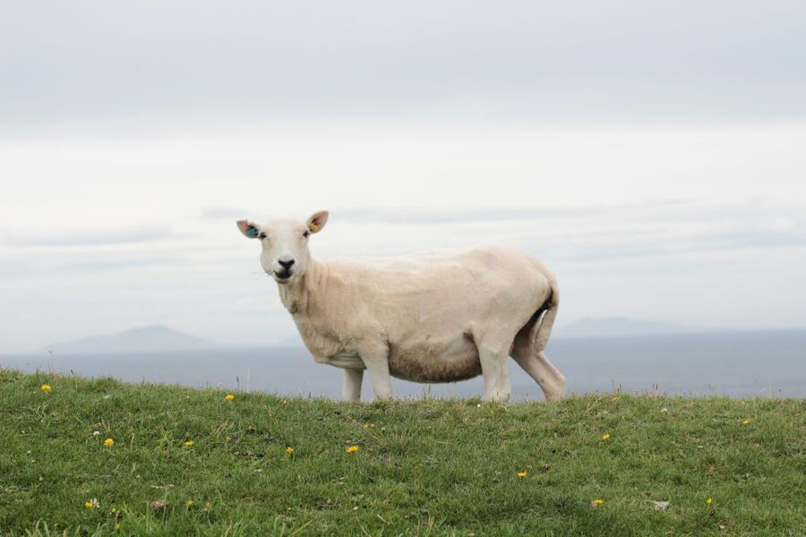 From Edinburgh: 2-Day Highlands Tour with Hogwarts Express - The return through Glen Coe and Rannoch Moor
