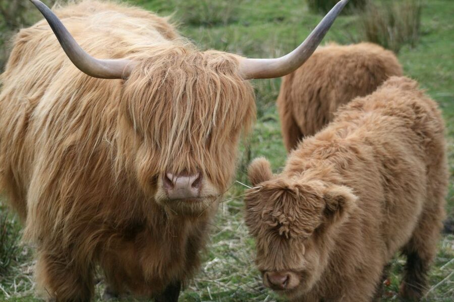 From Edinburgh: Best of Scotland Small-Group Day Tour - Highland cattle, red squirrels, and smaller wildlife