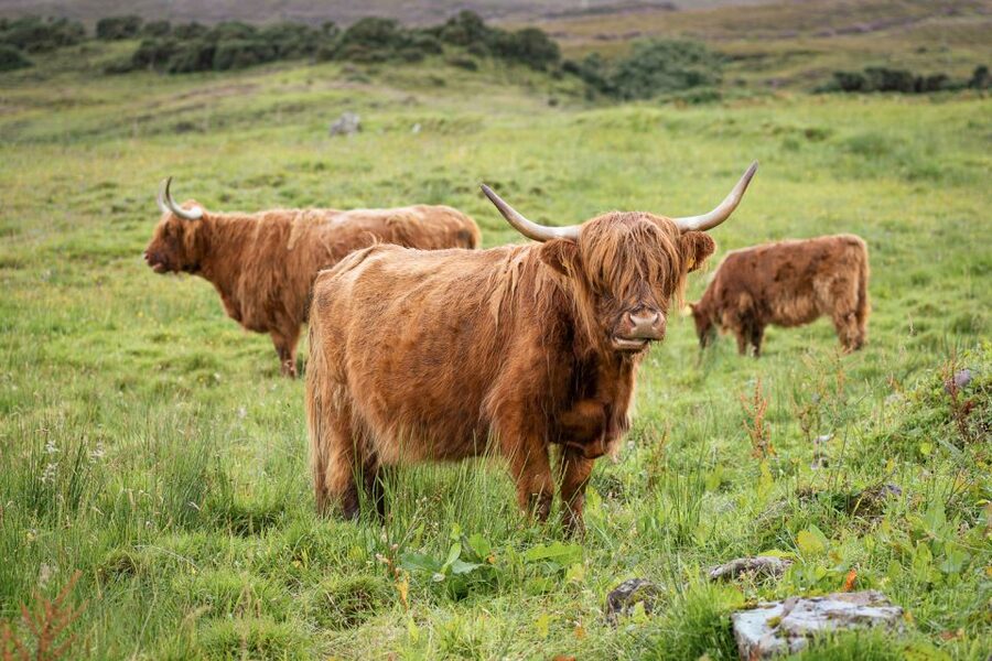 From Edinburgh: Loch Ness and The Highlands Tour - Loch Ness without the monster chase