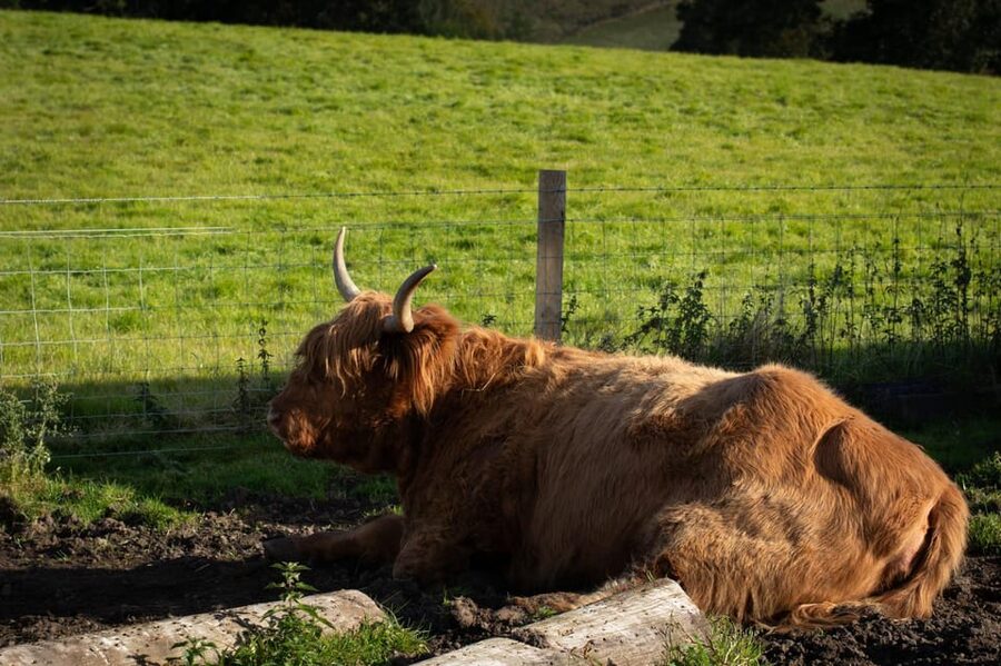From Edinburgh: Loch Ness, Glencoe & Scottish Highlands Tour - Glencoe, Rannoch Moor and the Three Sisters