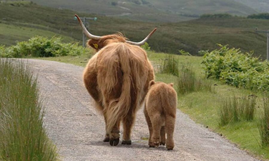 From Edinburgh: Loch Ness & Inverness Tour in Spanish - The long drive and the value question