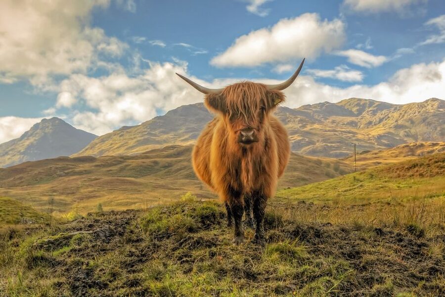 From Glasgow: Loch Lomond, Trossachs & Stirling Castle Tour - Stirling Castle and Scotland’s royal story